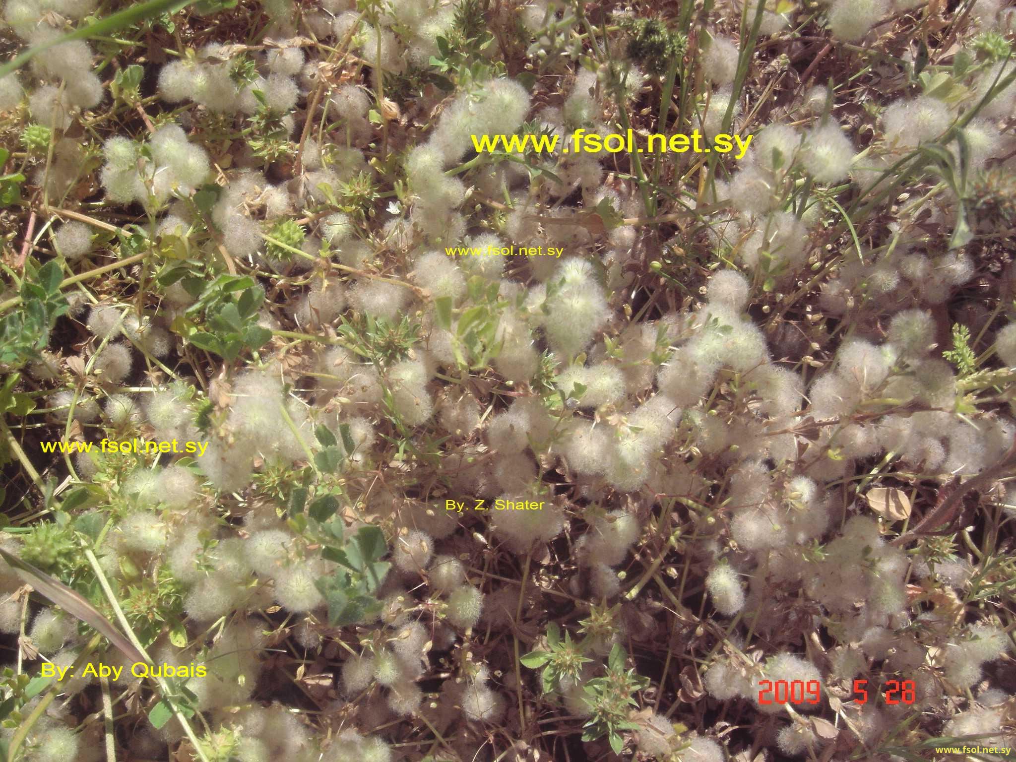 Trifolium pilulare Boiss.